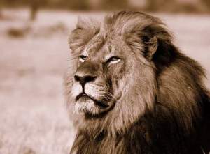Cecil, mighty king of Hwange National Park, Zimbabwe