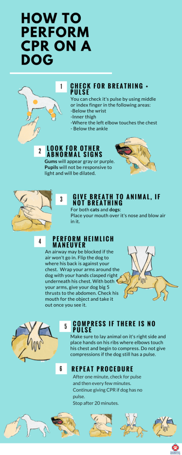 How-to-Perform-cpr-on-your-pet-1-1.png